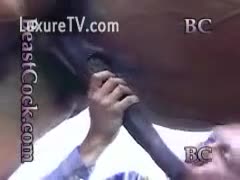 This middle-aged, horny man is giving his horse a cocksucking session.